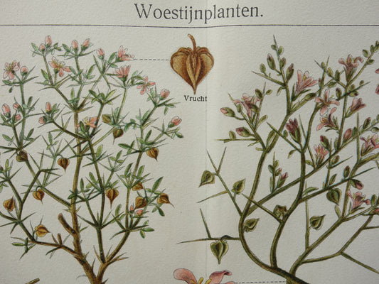 WOESTIJNPLANTEN oude botanische prent uit het jaar 1932 originele vintage illustratie planten uit de woestijn