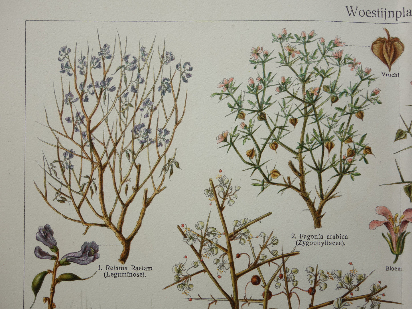 WOESTIJNPLANTEN oude botanische prent uit het jaar 1932 originele vintage illustratie planten uit de woestijn