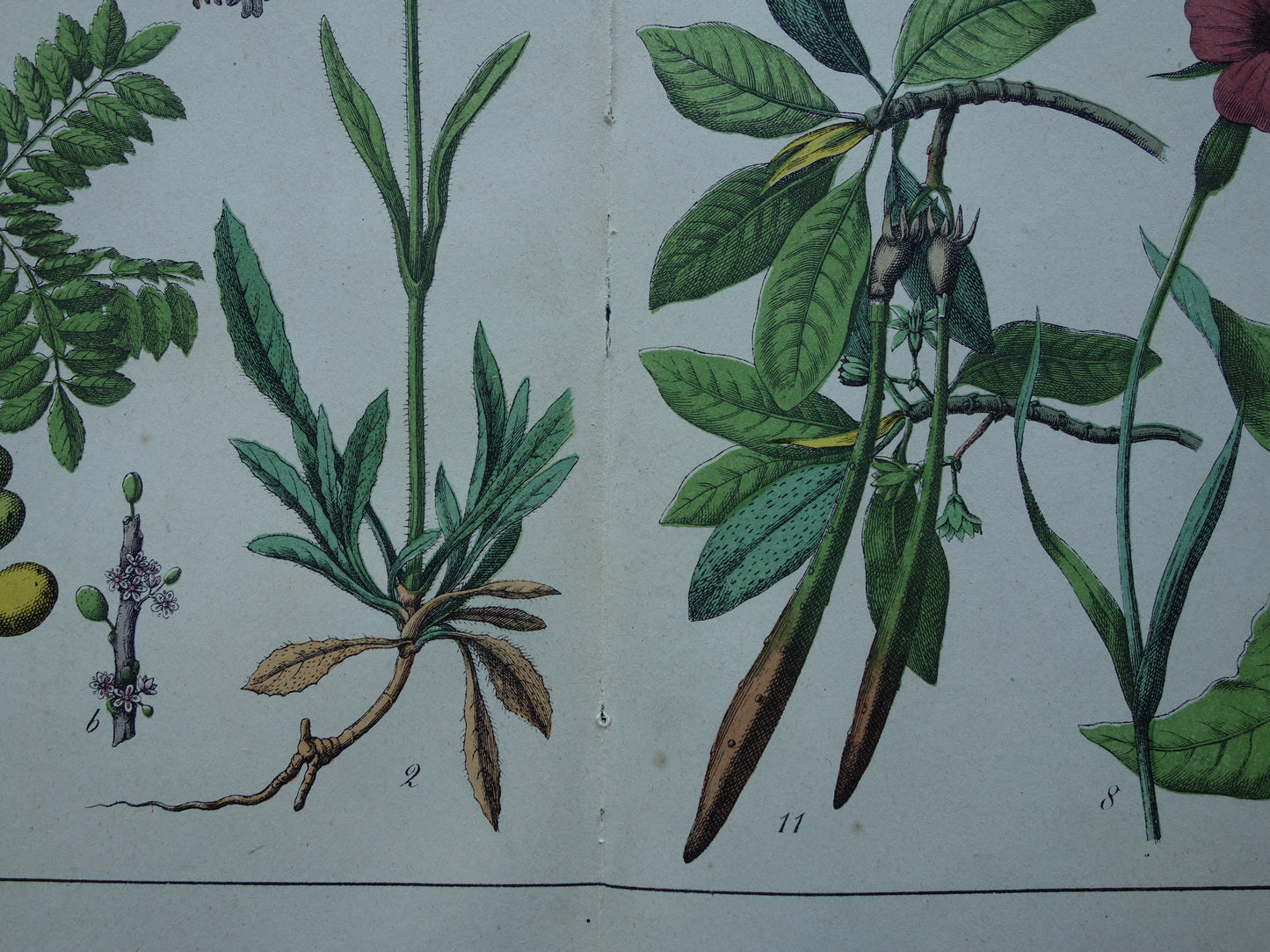 Antieke botanische prent uit 1874 Oude illustratie van o.a. Kruiskruid Bolderik Koekoeksbloem Muurpeper Rode Mangrove Vintage prenten