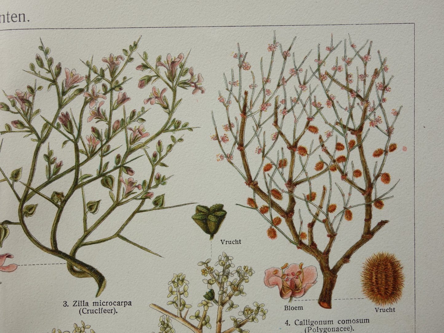 WOESTIJNPLANTEN oude botanische prent uit het jaar 1932 originele vintage illustratie planten uit de woestijn