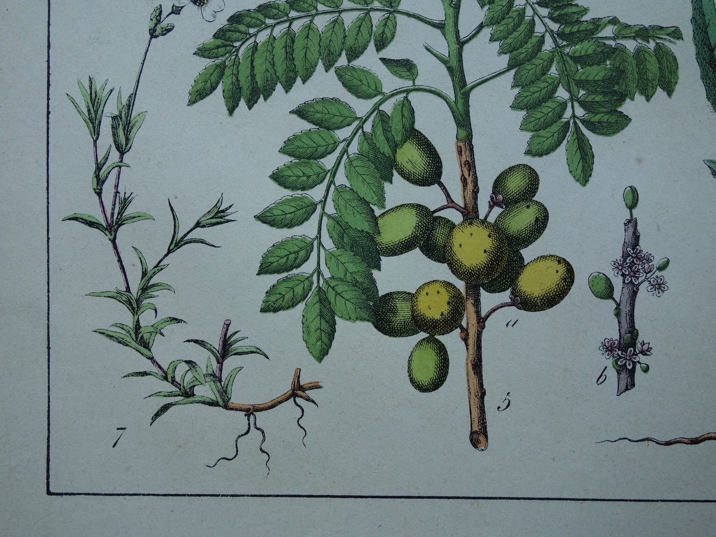 Antieke botanische prent uit 1874 Oude illustratie van o.a. Kruiskruid Bolderik Koekoeksbloem Muurpeper Rode Mangrove Vintage prenten