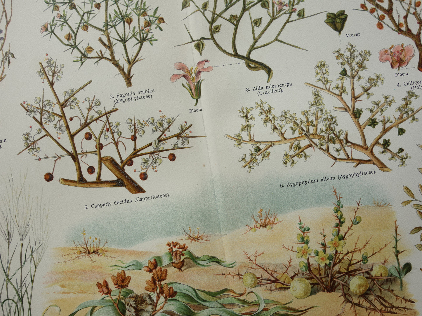 WOESTIJNPLANTEN oude botanische prent uit het jaar 1932 originele vintage illustratie planten uit de woestijn