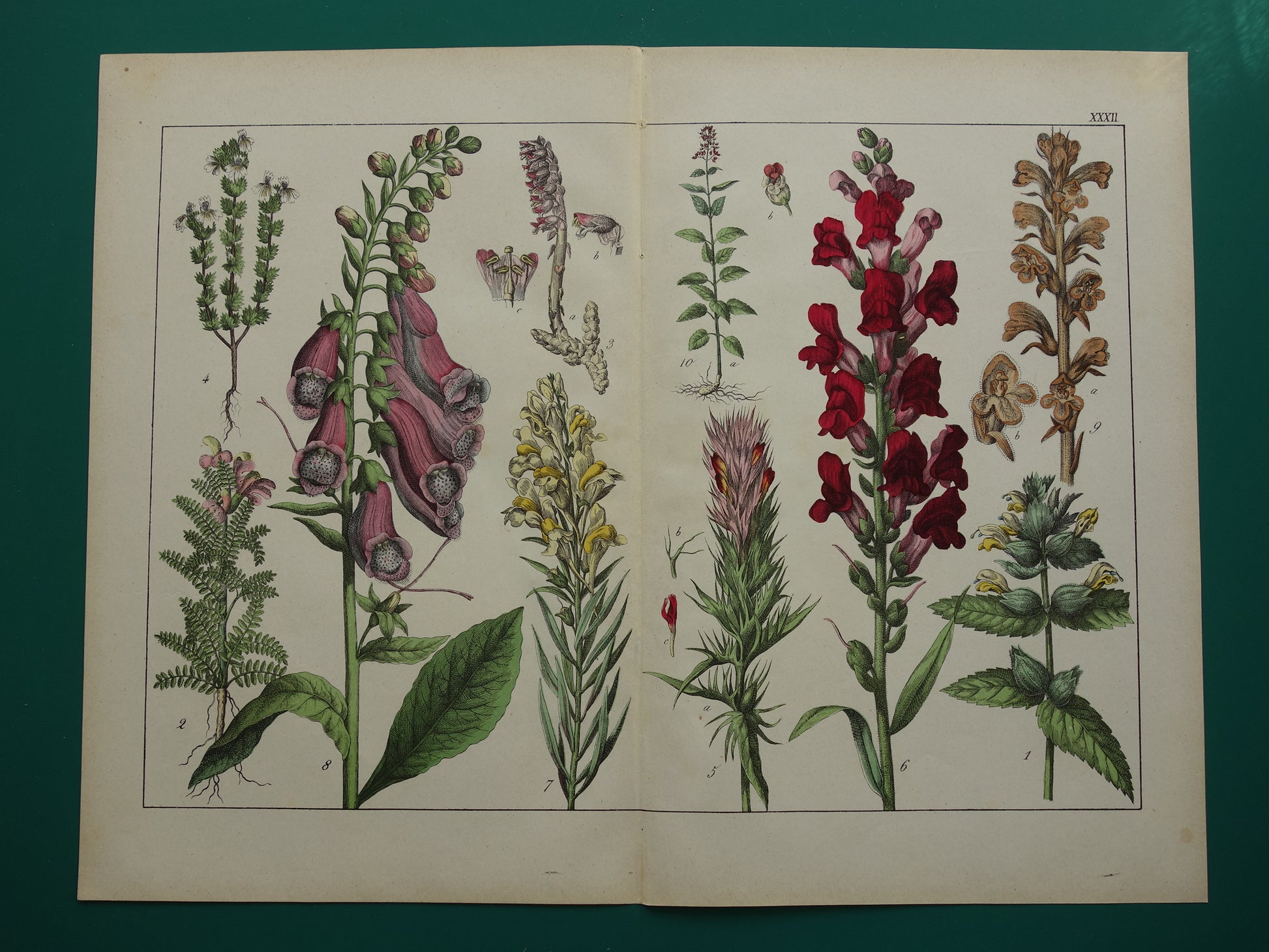 Vingerhoedskruid Antieke Botanische Prent uit 1874 Prachtige oude bloemen illustratie Leeuwebek Originele 150 jaar oude print (Copy)