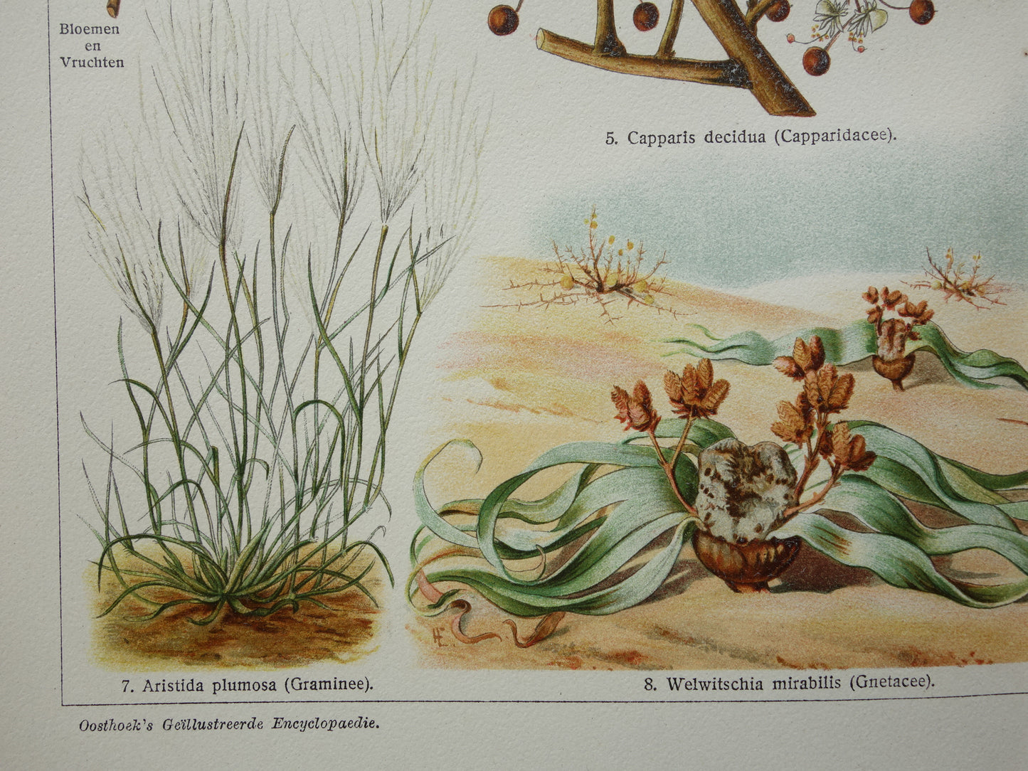 WOESTIJNPLANTEN oude botanische prent uit het jaar 1932 originele vintage illustratie planten uit de woestijn