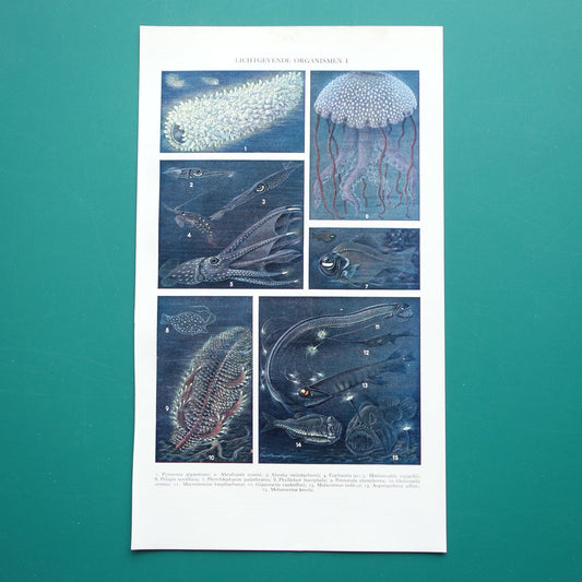 Oude prent van lichtgevende organismen 1936 originele vintage illustratie Bioluminescentie