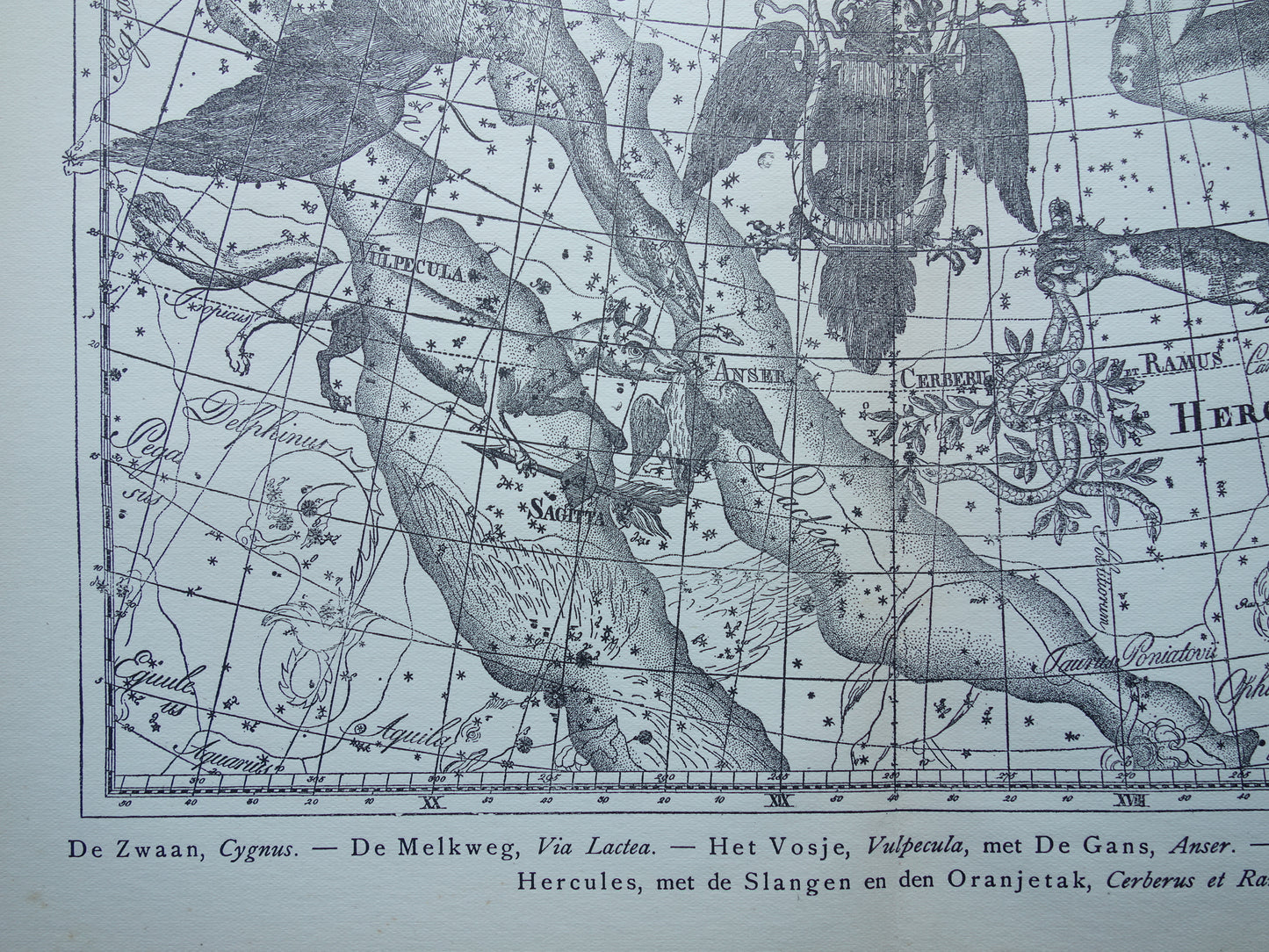 Oude astronomie prent van sterrenbeelden Hercules Cygnus en Vultur Lyra Antieke sterrenkaart astrologie sterrenbeeld vintage print