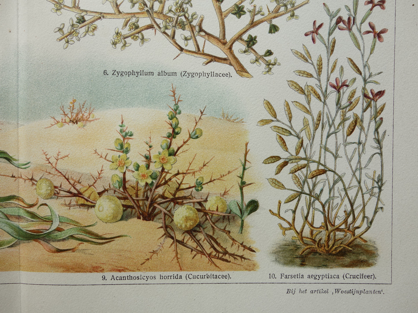 WOESTIJNPLANTEN oude botanische prent uit het jaar 1932 originele vintage illustratie planten uit de woestijn