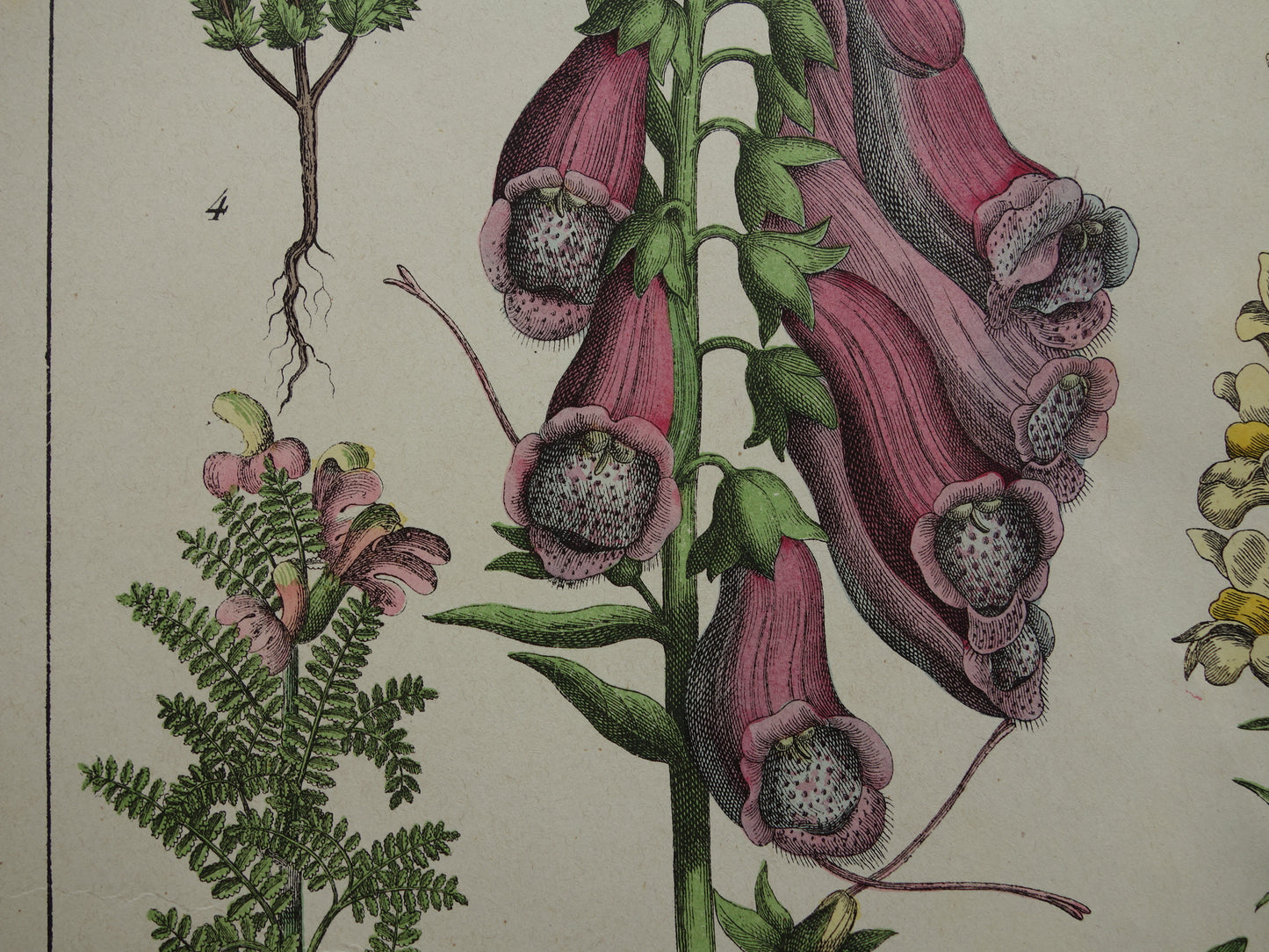 Foxglove Antique Botanical Print from 1874 Beautiful old flower illustration Snapdragon Original 150 year old print