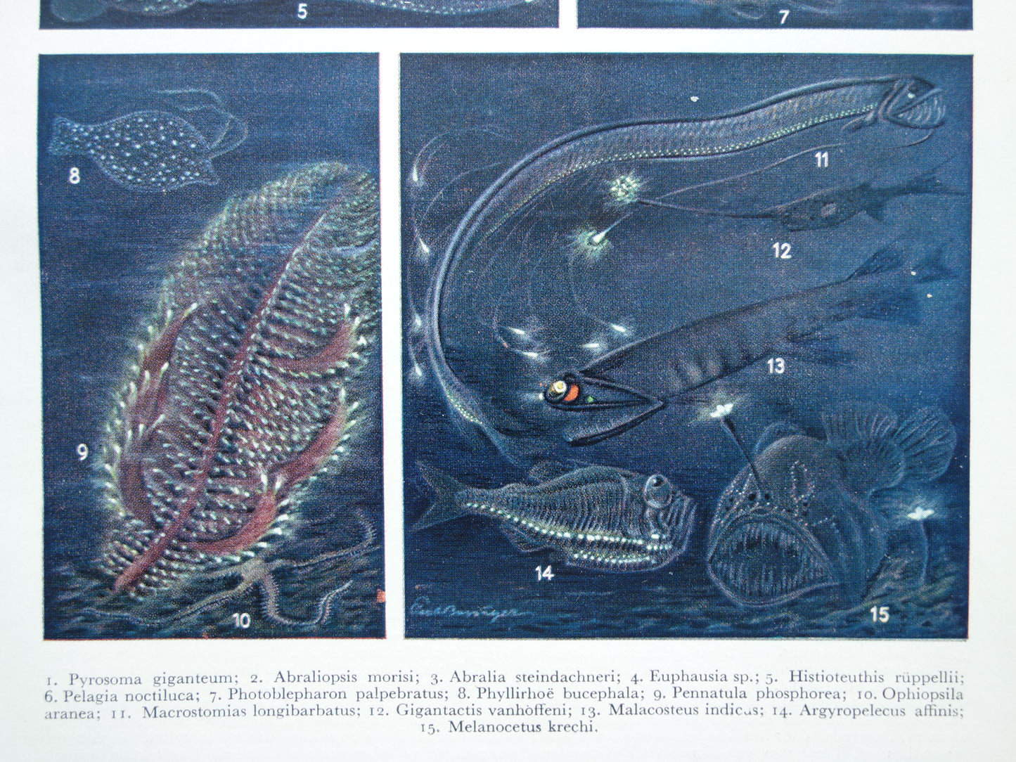 Oude prent van lichtgevende organismen 1936 originele vintage illustratie Bioluminescentie