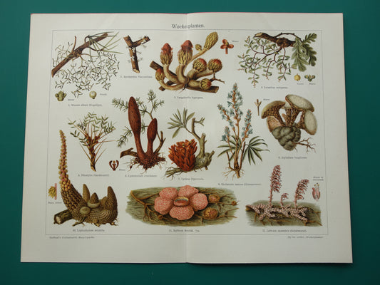 WOEKERPLANTEN oude botanische prent uit het jaar 1932 originele vintage illustratie planten Vogellijm Schubworte Maretakl