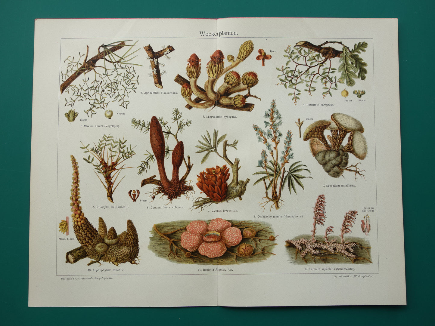 WOEKERPLANTEN oude botanische prent uit het jaar 1932 originele vintage illustratie planten Vogellijm Schubworte Maretakl