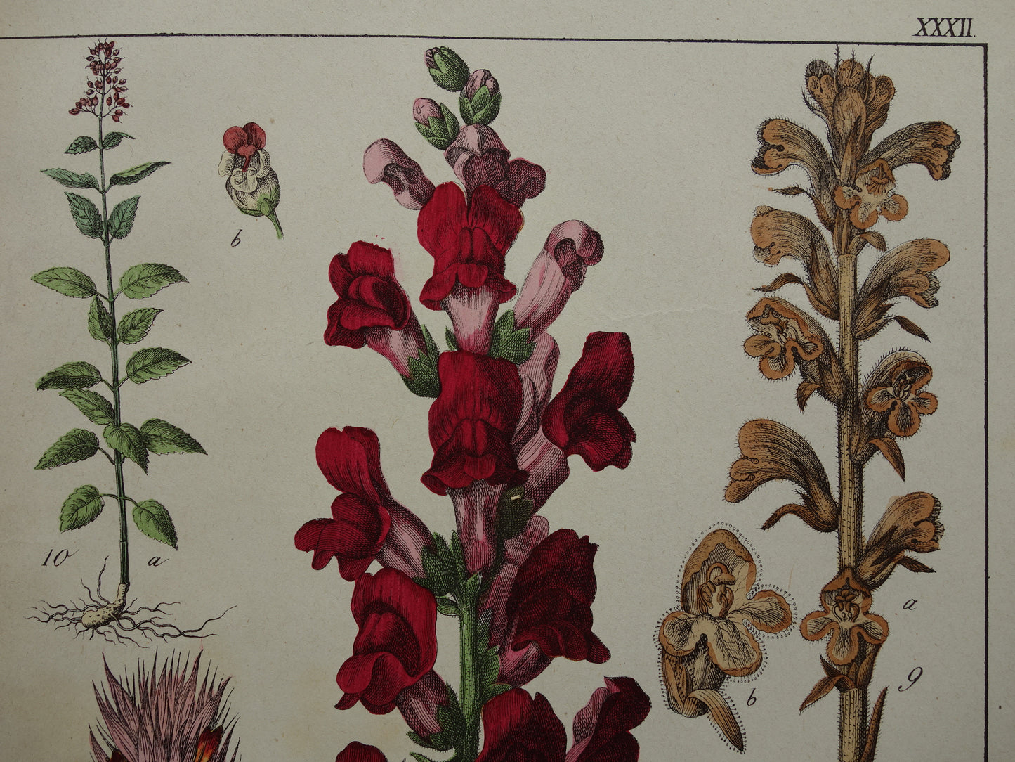 Foxglove Antique Botanical Print from 1874 Beautiful old flower illustration Snapdragon Original 150 year old print