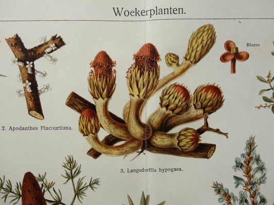 WOEKERPLANTEN oude botanische prent uit het jaar 1932 originele vintage illustratie planten Vogellijm Schubworte Maretakl