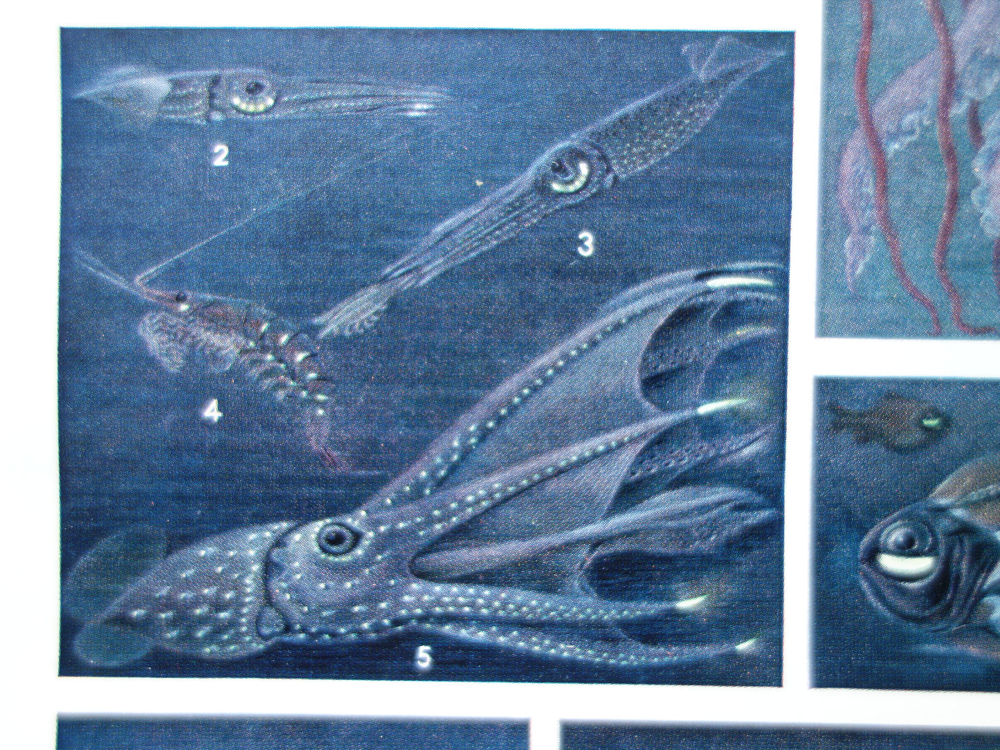 Oude prent van lichtgevende organismen 1936 originele vintage illustratie Bioluminescentie