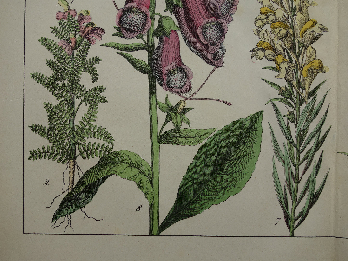 Foxglove Antique Botanical Print from 1874 Beautiful old flower illustration Snapdragon Original 150 year old print