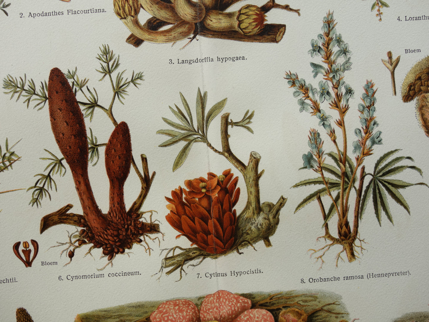 WOEKERPLANTEN oude botanische prent uit het jaar 1932 originele vintage illustratie planten Vogellijm Schubworte Maretakl