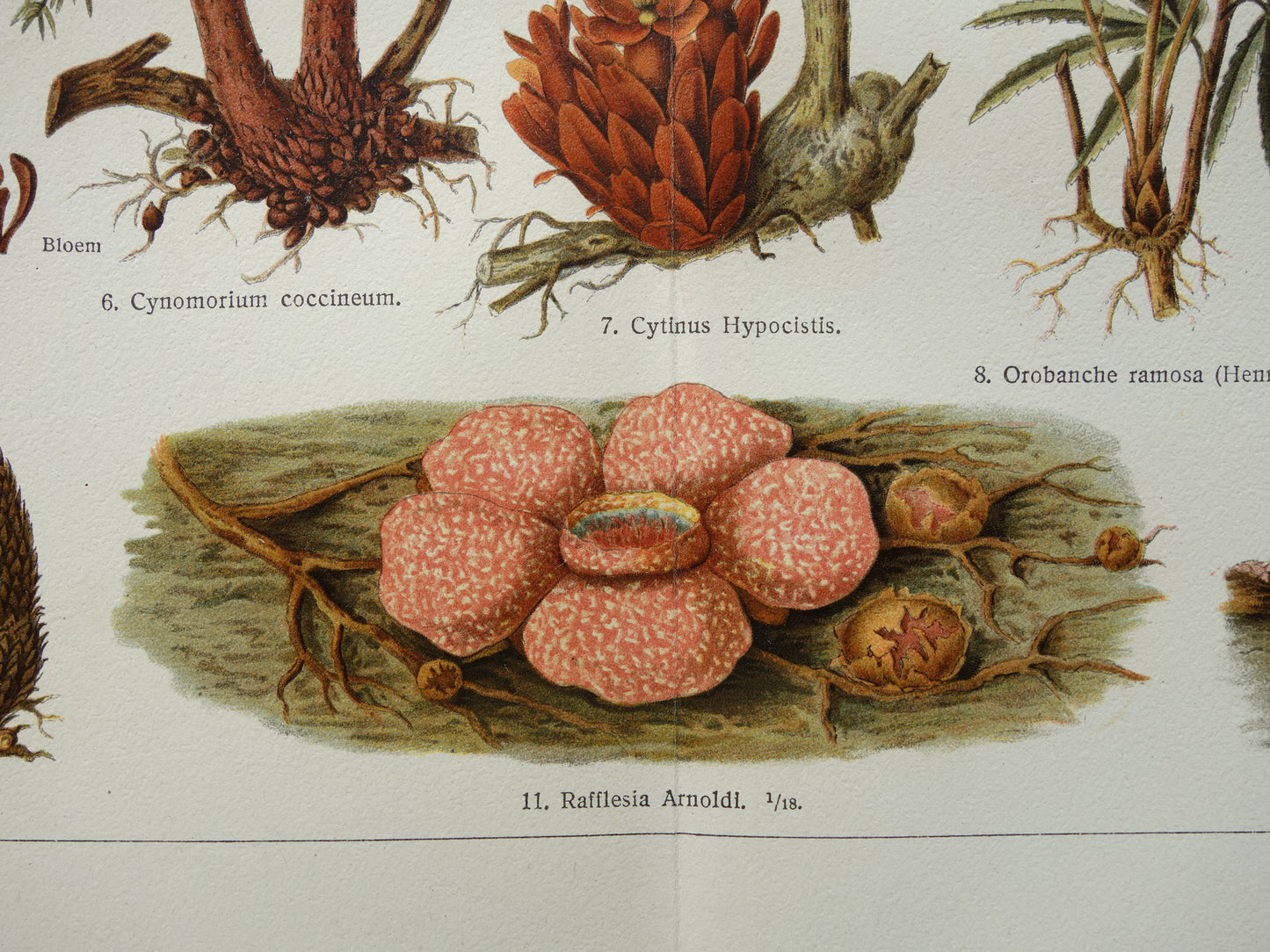 WOEKERPLANTEN oude botanische prent uit het jaar 1932 originele vintage illustratie planten Vogellijm Schubworte Maretakl