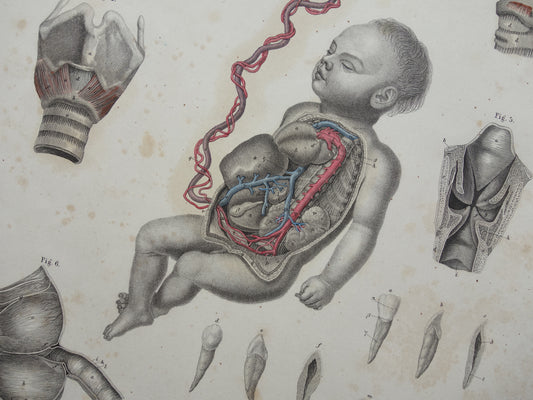 foetus anatomie vintage