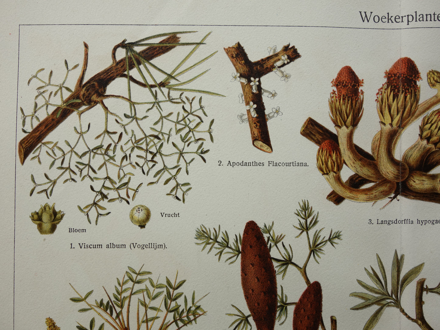 WOEKERPLANTEN oude botanische prent uit het jaar 1932 originele vintage illustratie planten Vogellijm Schubworte Maretakl