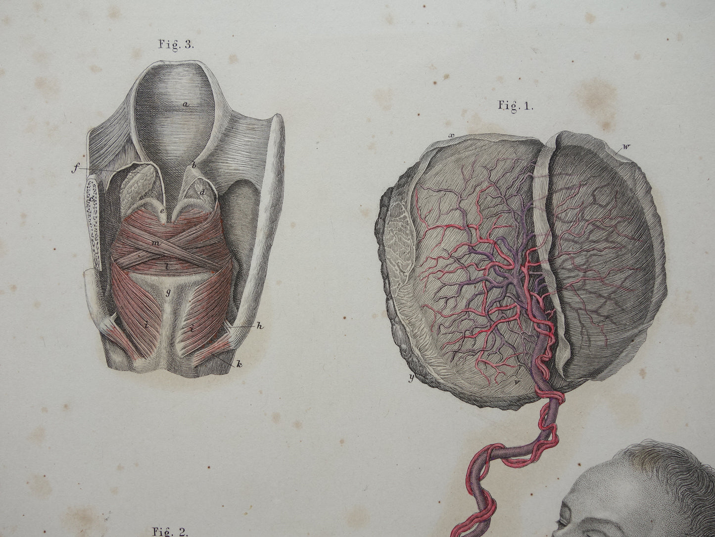 Oude anatomie print over foetale bloedsomloop 1871 Antieke prent tanden en kiezen Vintage anatomische illustratie