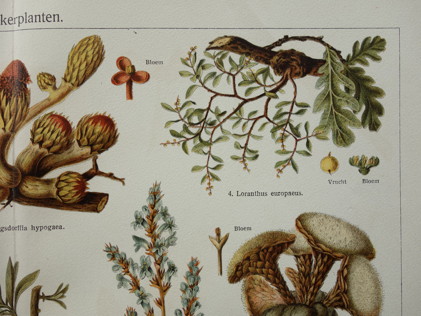 WOEKERPLANTEN oude botanische prent uit het jaar 1932 originele vintage illustratie planten Vogellijm Schubworte Maretakl