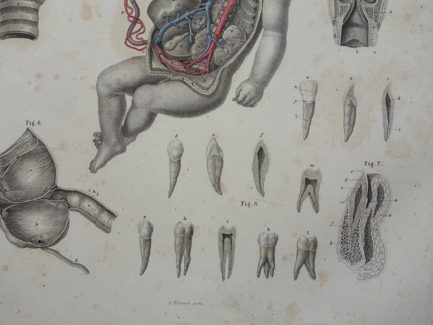 Oude anatomie print over foetale bloedsomloop 1871 Antieke prent tanden en kiezen Vintage anatomische illustratie
