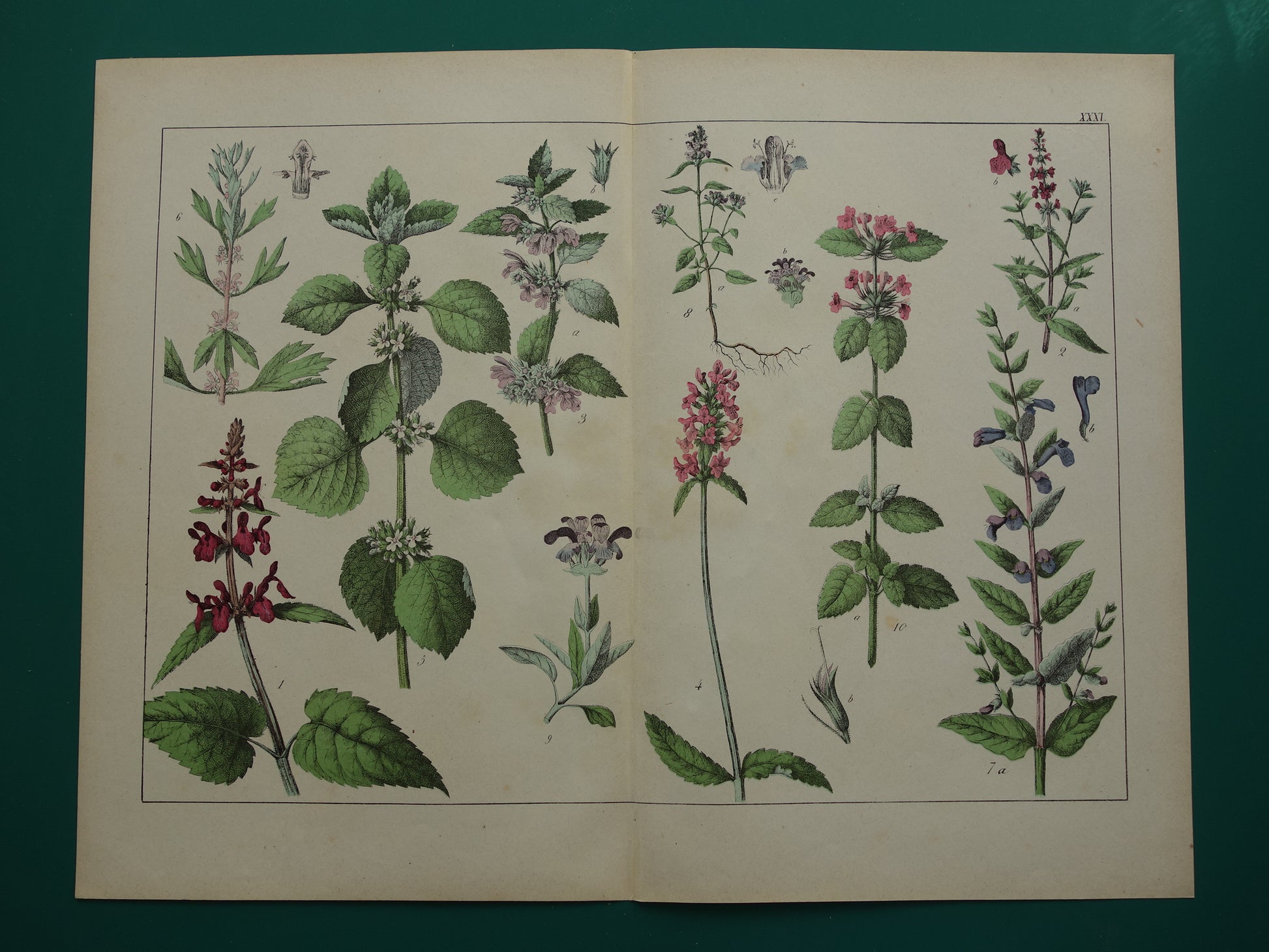 Antieke Botanische Prent uit 1874 Prachtige oude bloemen illustratie malrove bijenkorfje Originele 150 jaar oude print