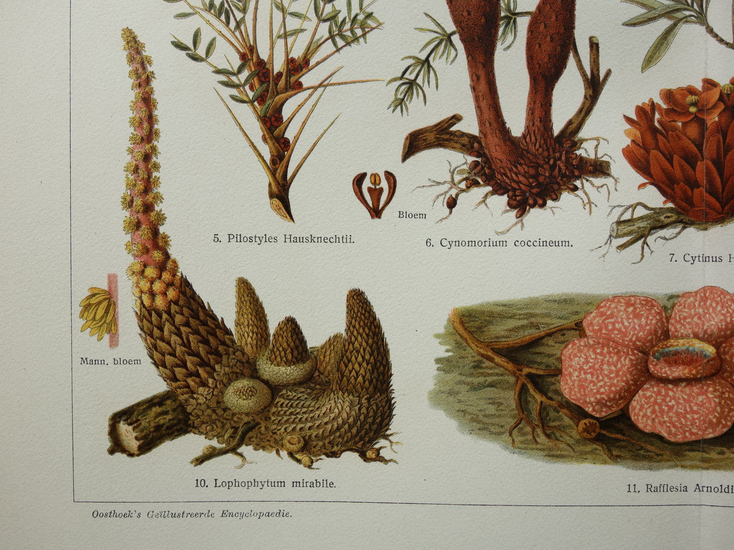 WOEKERPLANTEN oude botanische prent uit het jaar 1932 originele vintage illustratie planten Vogellijm Schubworte Maretakl