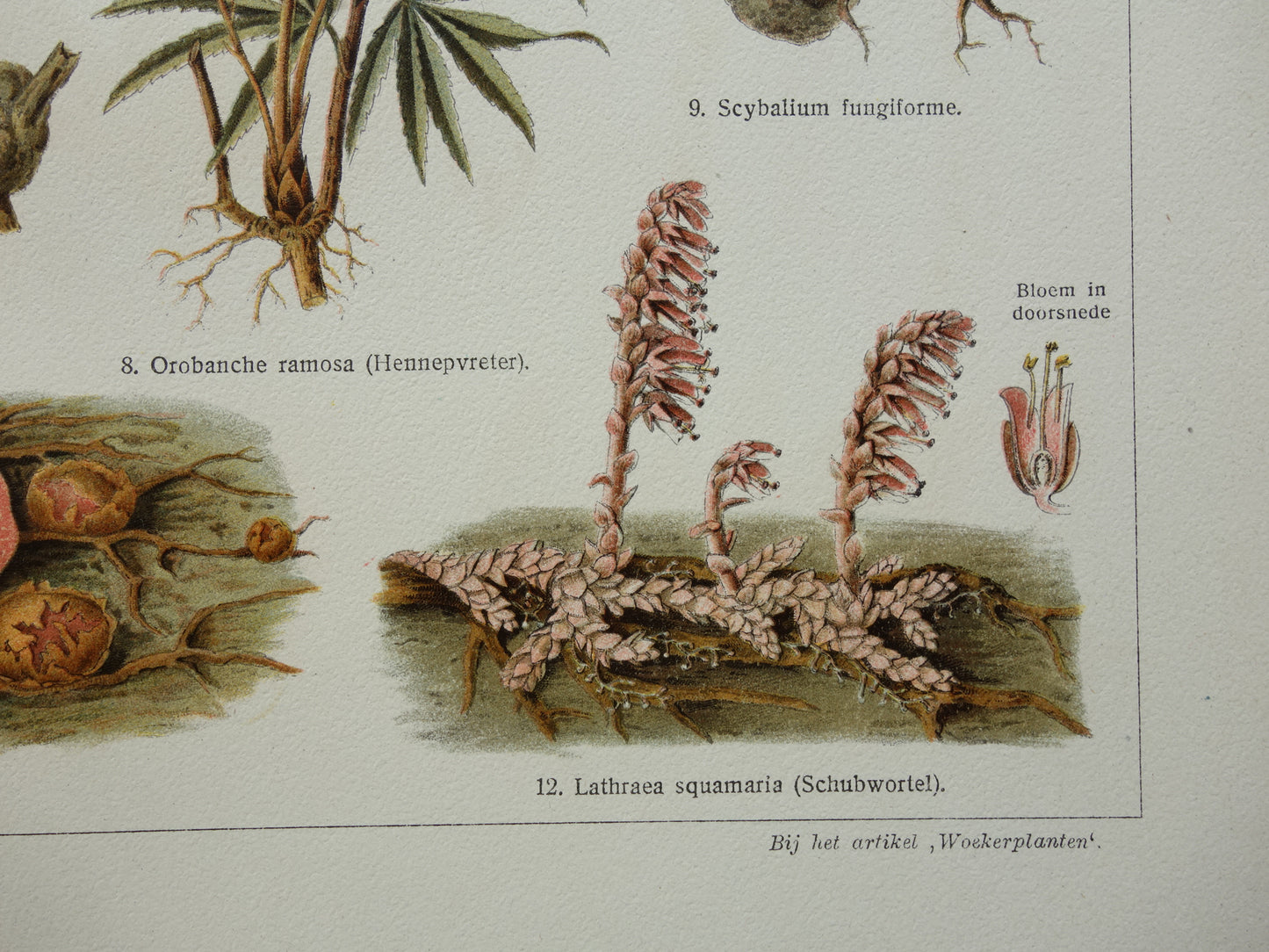 WOEKERPLANTEN oude botanische prent uit het jaar 1932 originele vintage illustratie planten Vogellijm Schubworte Maretakl