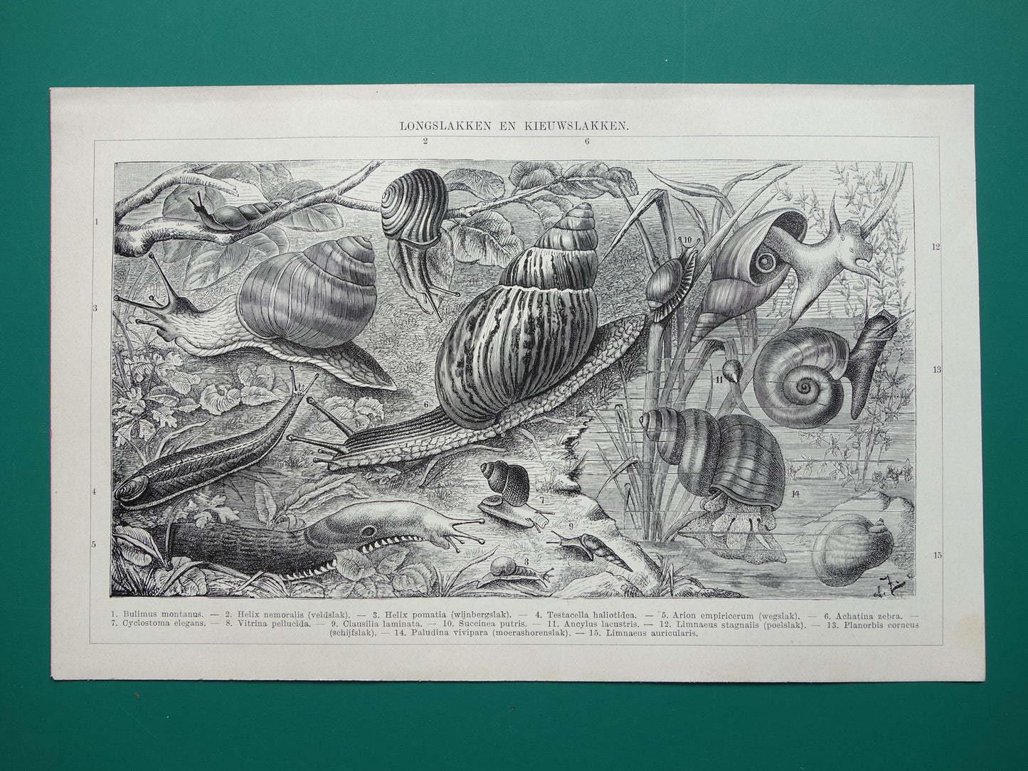 SLAKKEN Oude prent uit 1932 Nederlandse originele vintage Longslakken Kieuwslakken illustratie vintage print slak insekten