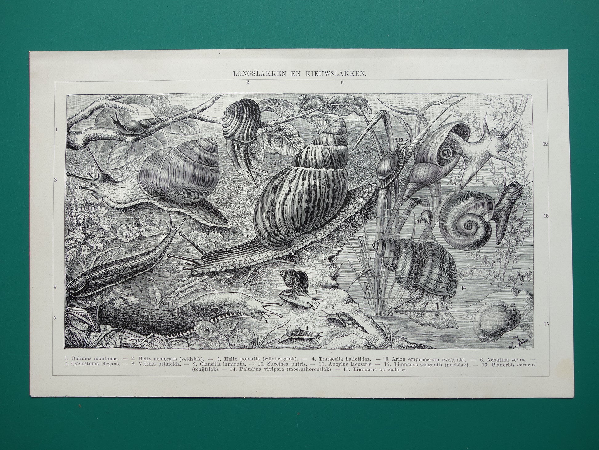 SLAKKEN Oude prent uit 1932 Nederlandse originele vintage Longslakken Kieuwslakken illustratie vintage print slak insekten