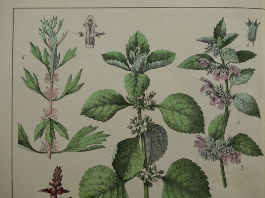 Antieke Botanische Prent uit 1874 Prachtige oude bloemen illustratie malrove bijenkorfje Originele 150 jaar oude print