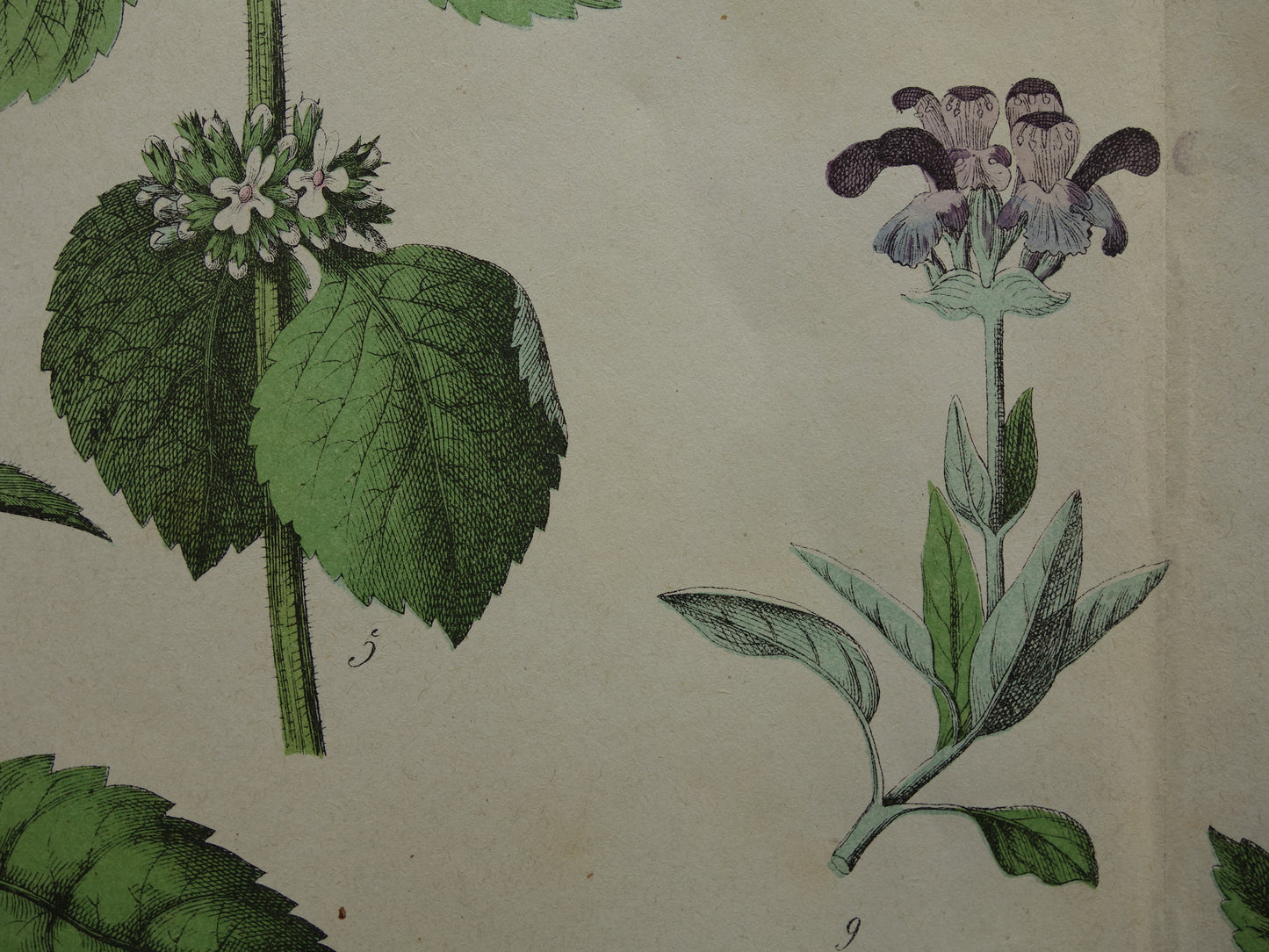 Antieke Botanische Prent uit 1874 Prachtige oude bloemen illustratie malrove bijenkorfje Originele 150 jaar oude print