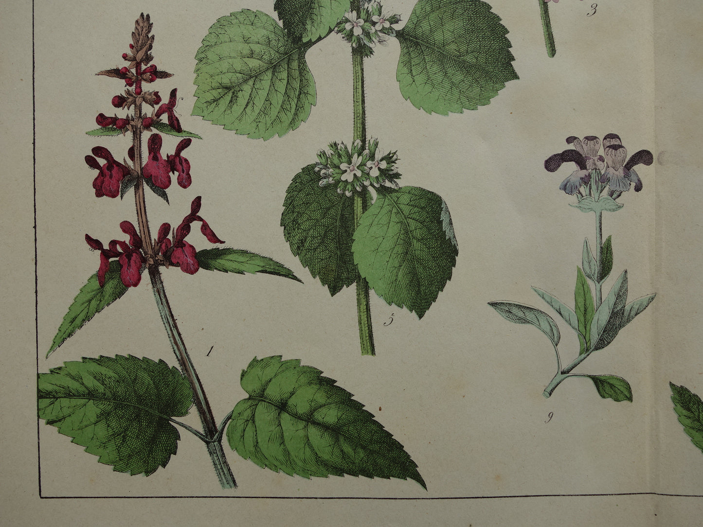 Antieke Botanische Prent uit 1874 Prachtige oude bloemen illustratie malrove bijenkorfje Originele 150 jaar oude print