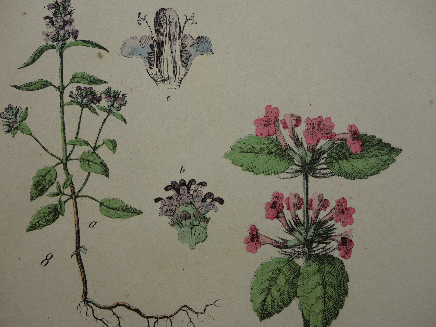 Antieke Botanische Prent uit 1874 Prachtige oude bloemen illustratie malrove bijenkorfje Originele 150 jaar oude print