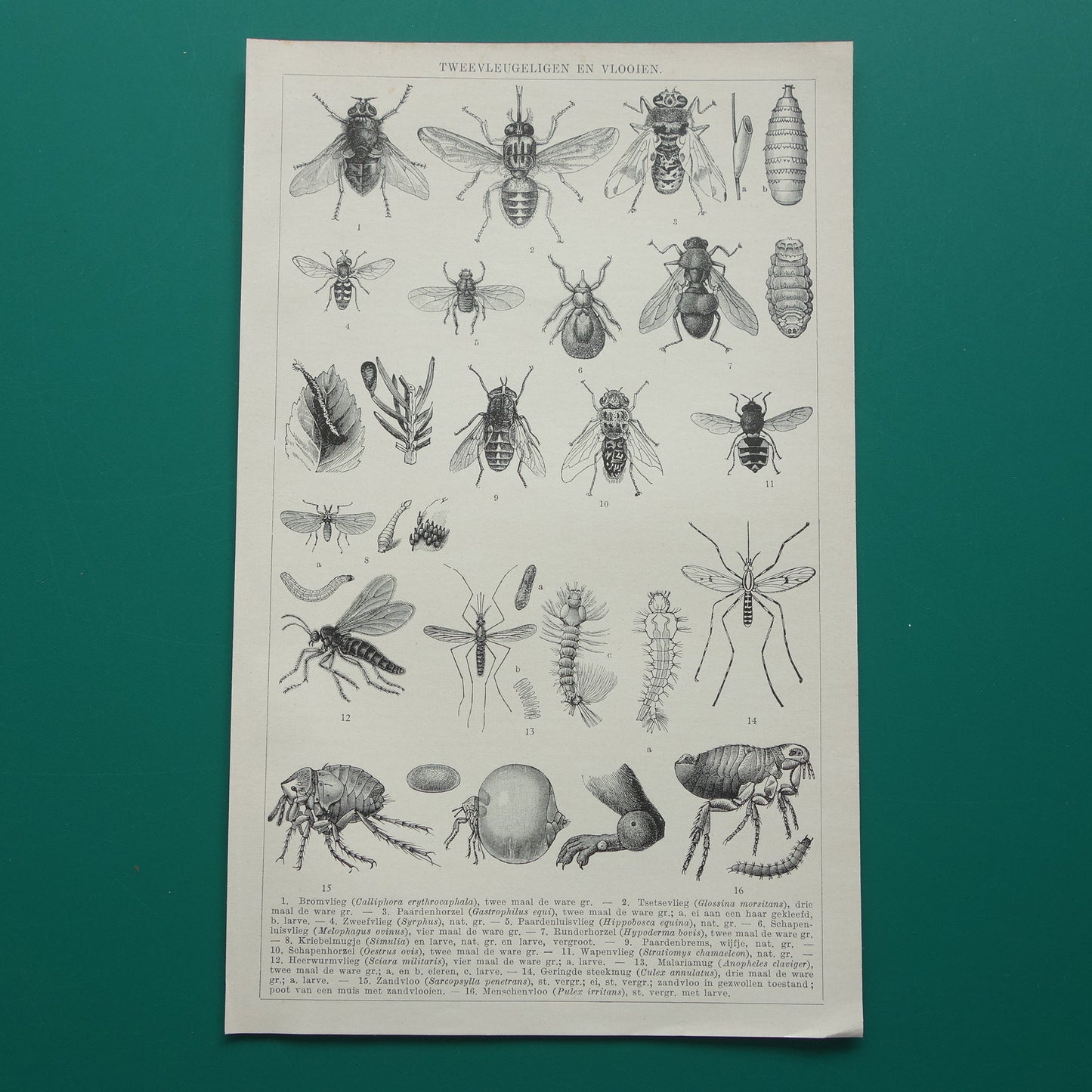 VLIEGEN MUGGEN Oude prent uit 1932 Nederlandse originele vintage Vlieg Mug Horzel illustratie vintage print insekten