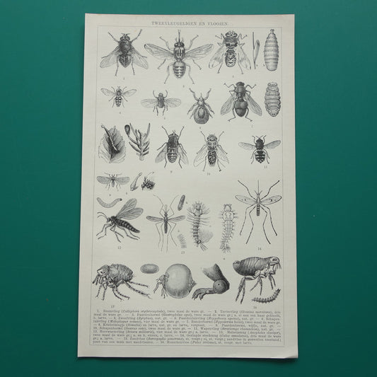 VLIEGEN MUGGEN Oude prent uit 1932 Nederlandse originele vintage Vlieg Mug Horzel illustratie vintage print insekten
