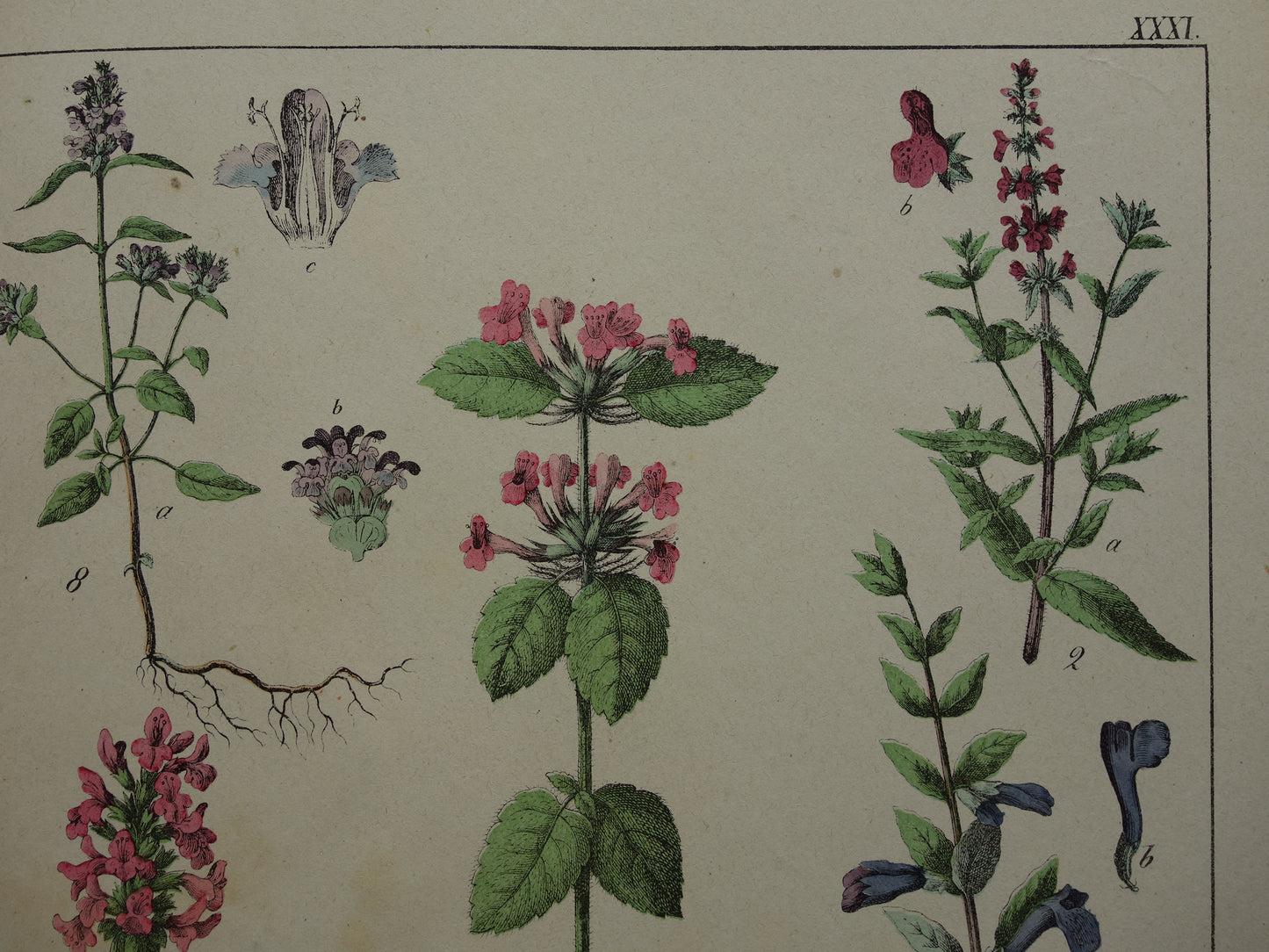 Antieke Botanische Prent uit 1874 Prachtige oude bloemen illustratie malrove bijenkorfje Originele 150 jaar oude print