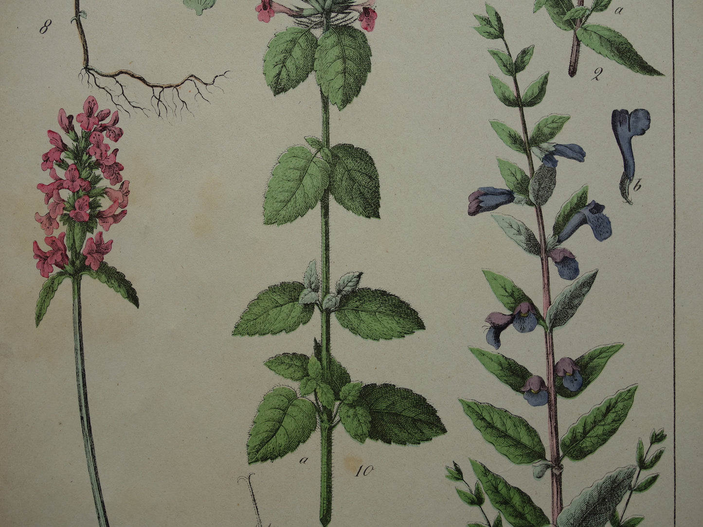 Antieke Botanische Prent uit 1874 Prachtige oude bloemen illustratie malrove bijenkorfje Originele 150 jaar oude print