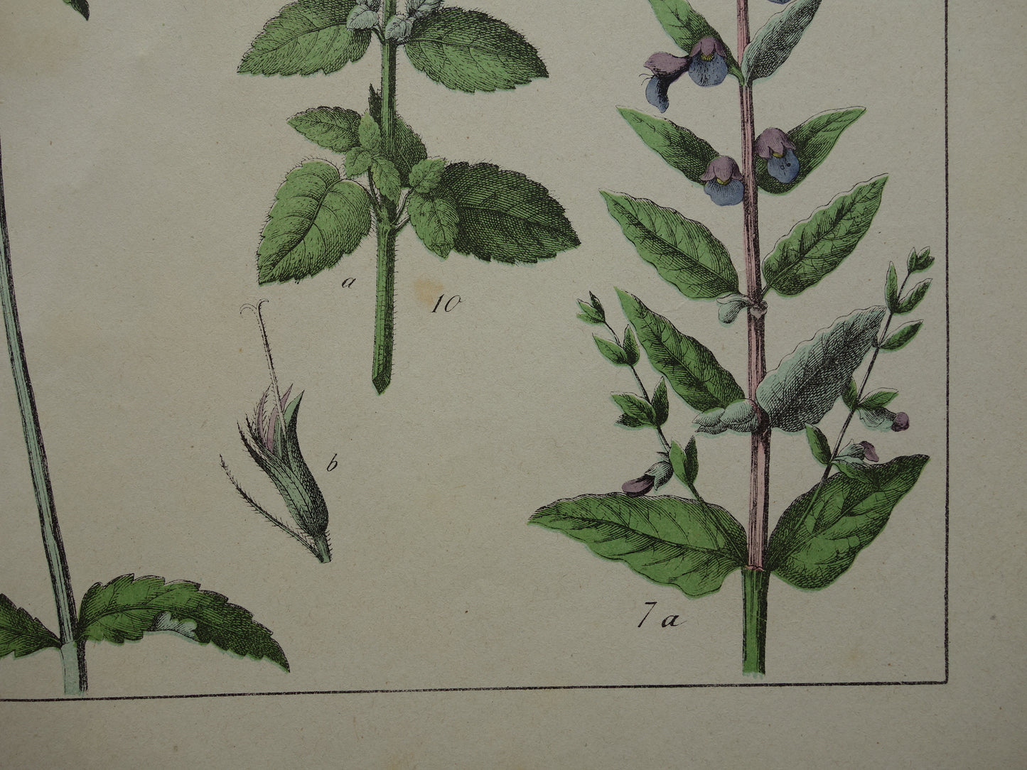 Antieke Botanische Prent uit 1874 Prachtige oude bloemen illustratie malrove bijenkorfje Originele 150 jaar oude print