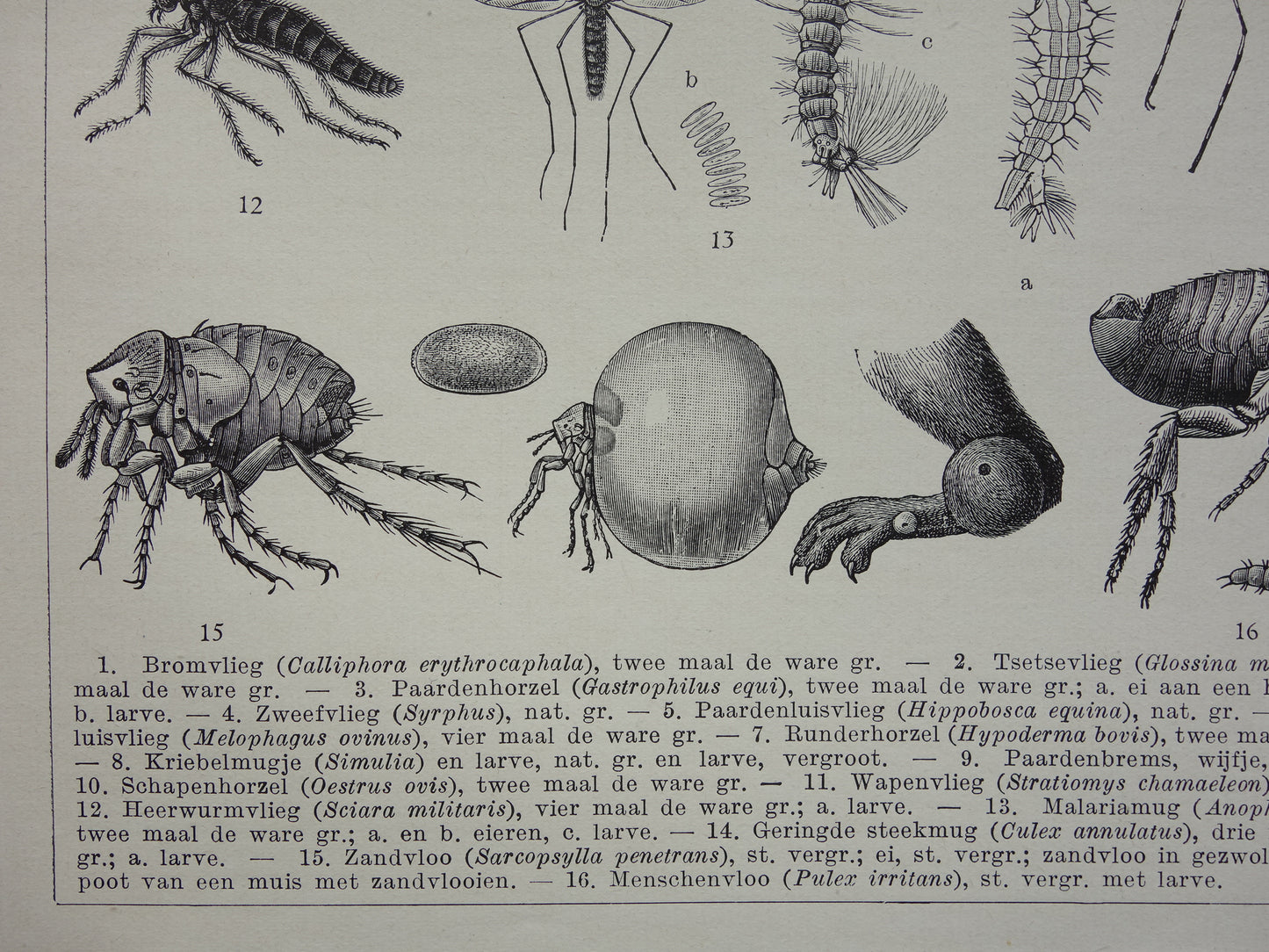 VLIEGEN MUGGEN Oude prent uit 1932 Nederlandse originele vintage Vlieg Mug Horzel illustratie vintage print insekten