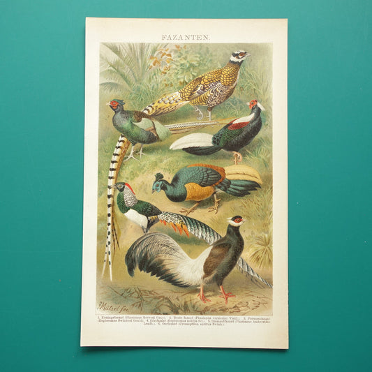 FAZANTEN Oude prent uit 1907 originele Nederlandse antieke illustratie Fazant Oude prints vogels