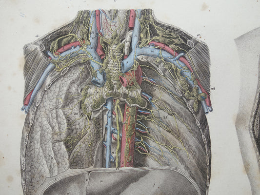 Oude anatomie print ingewanden 1871 Antieke prent organen lever pancreas milt Vintage anatomische illustratie plexus solaris