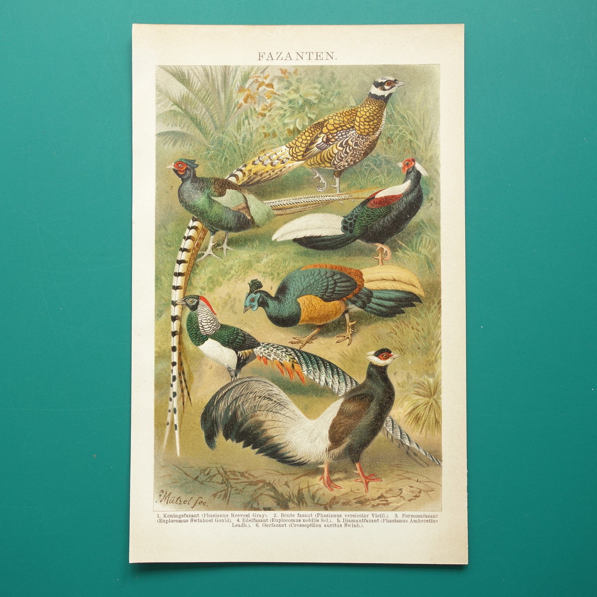Fazant muurdecoratie vintage