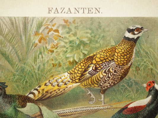 FAZANTEN Oude prent uit 1907 originele Nederlandse antieke illustratie Fazant Oude prints vogels