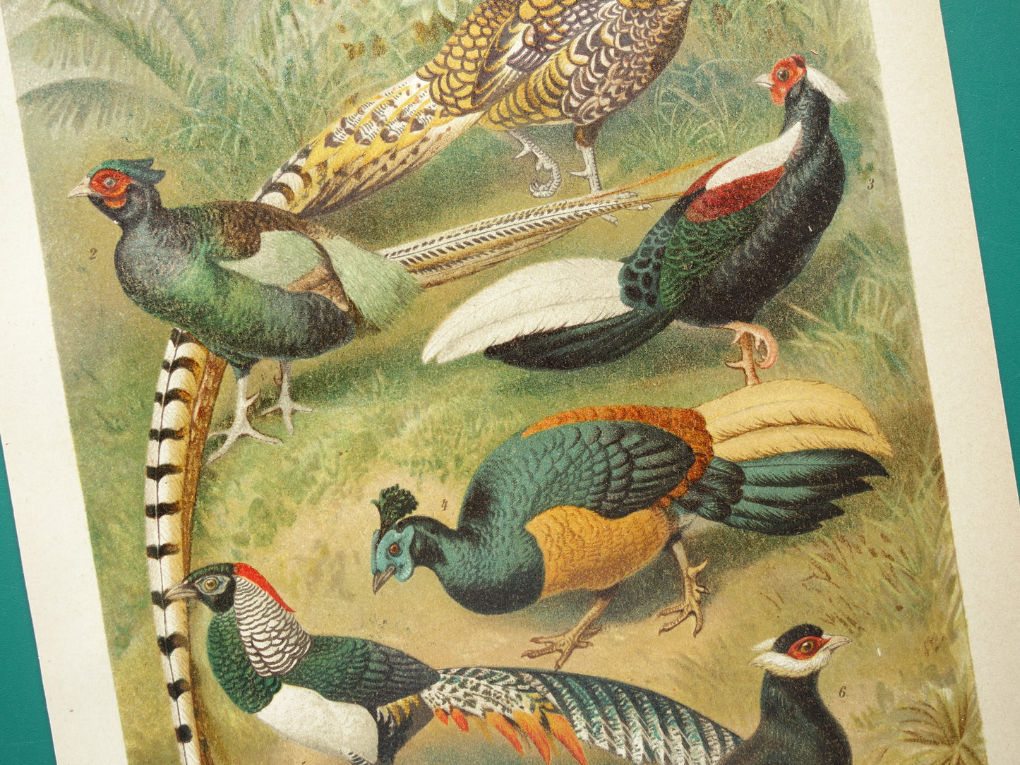 FAZANTEN Oude prent uit 1907 originele Nederlandse antieke illustratie Fazant Oude prints vogels