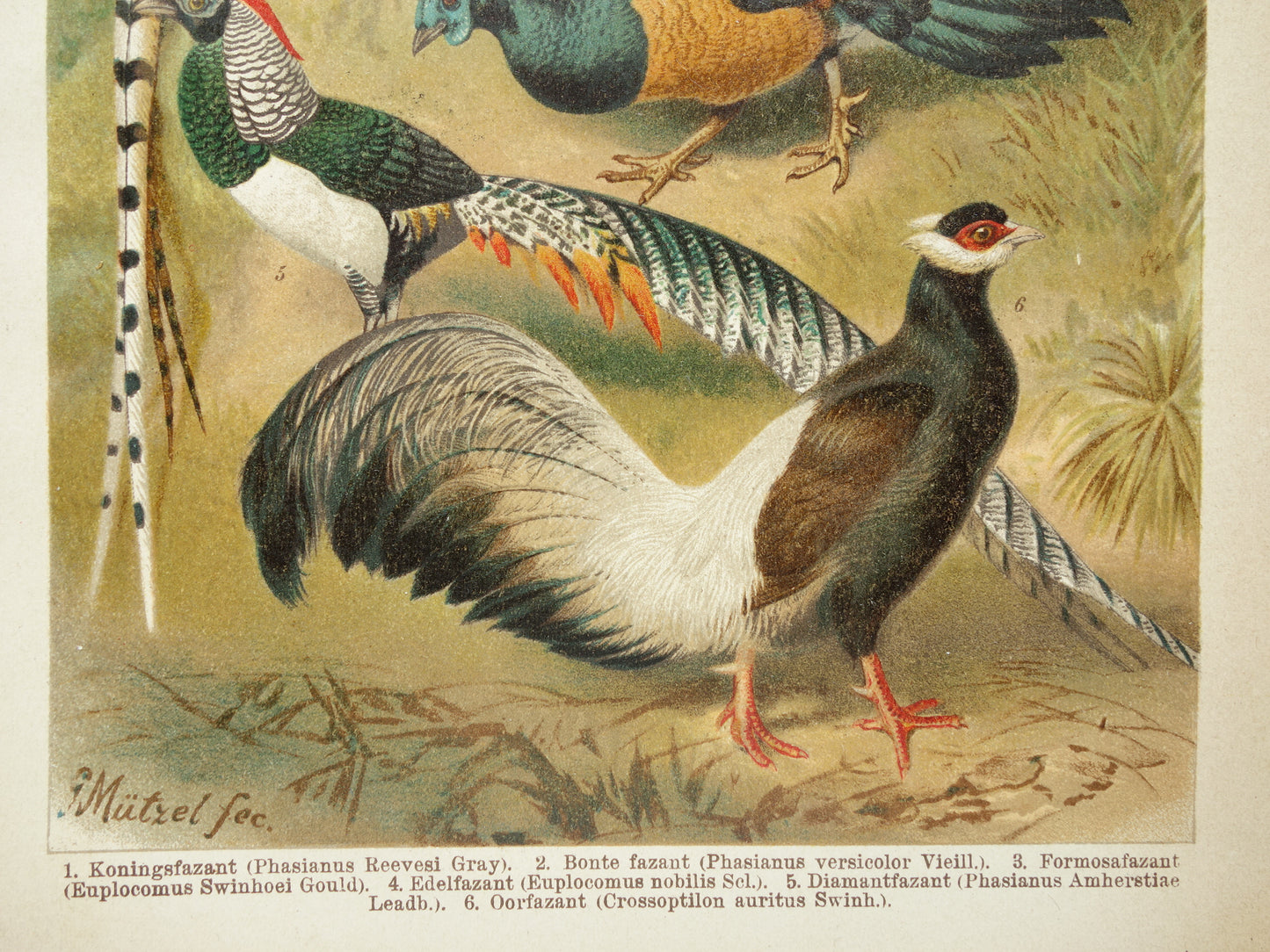 FAZANTEN Oude prent uit 1907 originele Nederlandse antieke illustratie Fazant Oude prints vogels
