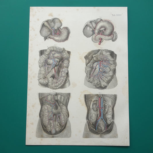 Oude anatomie print spijsvertering 1871 Antieke prent organen maag lever milt Vintage anatomische illustratie