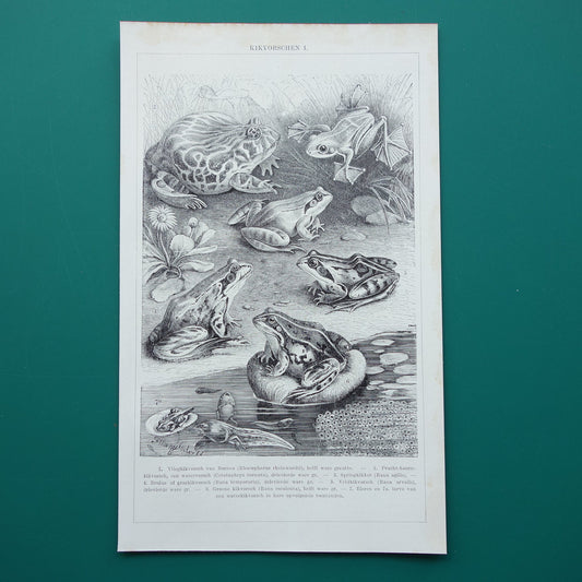 KIKKERS Oude prent uit 1932 Nederlandse originele vintage Kikker Kikvorsch illustratie vintage print
