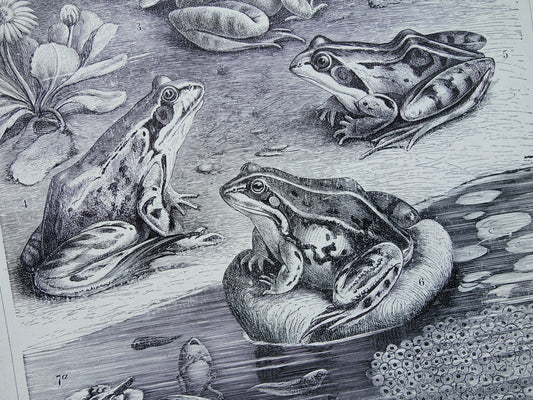 KIKKERS Oude prent uit 1932 Nederlandse originele vintage Kikker Kikvorsch illustratie vintage print